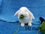 Purebred mini lop bunnies Carousel 5