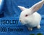 Purebred mini lop bunnies Carousel 6