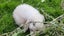 Beautiful mini lop babies ×5 Carousel 19