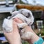Beautiful mini lop babies ×5 Carousel 5