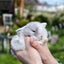 Beautiful mini lop babies ×5 Carousel 4