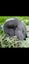 Beautiful mini lop babies ×5 Carousel 6