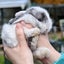 Beautiful mini lop babies ×5 Carousel 9