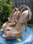 Gold heels Carousel 5