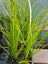 Acorus grass Varigated 5cm pots LOT BULKIER/QUICKER THAN BARE ROOT Carousel 1