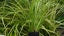 Acorus grass Varigated 5cm pots LOT BULKIER/QUICKER THAN BARE ROOT Carousel 2