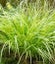 Acorus grass Varigated 5cm pots LOT BULKIER/QUICKER THAN BARE ROOT Carousel 4