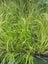 Acorus grass Varigated 5cm pots LOT BULKIER/QUICKER THAN BARE ROOT Carousel 3