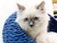 Ragdoll Kittens for Sale – 8 Weeks Old, Ready Now, Litter Trained Carousel 3