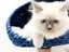 Ragdoll Kittens for Sale – 8 Weeks Old, Ready Now, Litter Trained Carousel 4