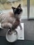 STRESSED RAGDOLL Carousel 1
