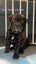 SHAPEI/STAFFY PUPPIES Carousel 3