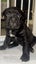 SHAPEI/STAFFY PUPPIES Carousel 4