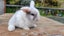 Beautiful mini lop babies ×5 Carousel 11
