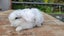 Beautiful mini lop babies ×5 Carousel 12