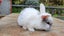 Beautiful mini lop babies ×5 Carousel 13