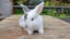 Beautiful mini lop babies ×5 Carousel 14