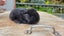 Beautiful mini lop babies ×5 Carousel 15