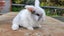 Beautiful mini lop babies ×5 Carousel 16