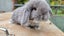 Beautiful mini lop babies ×5 Carousel 17