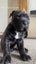 SHAPEI/STAFFY PUPPIES Carousel 5