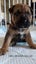 SHAPEI/STAFFY PUPPIES Carousel 6