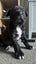 SHAPEI/STAFFY PUPPIES Carousel 8