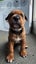 SHAPEI/STAFFY PUPPIES Carousel 9