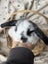**Trained Mini Lop Bunny Rabbits & Care Package** Carousel 4