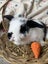 **Trained Mini Lop Bunny Rabbits & Care Package** Carousel 12