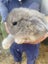 RABBITS PEDIGREE MINILOPS Carousel 3