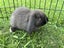 Purebred Mini lop kits Carousel 2