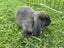 Purebred Mini lop kits Carousel 5