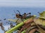 1.BRUNCH BUG BOX Small Size feeders Carousel 4