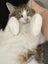 Loving Home Wanted for Cookie – A Gentle, Cuddly Soul Carousel 3