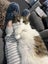 Loving Home Wanted for Cookie – A Gentle, Cuddly Soul Carousel 4