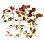 x1 Ludwigia Repens " Super Red" (Rare) Carousel 3