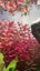 x1 Ludwigia Repens " Super Red" (Rare) Carousel 5