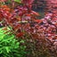 15x Ludwigia Palustris “super red” Carousel 1