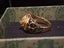 $1R Combo: Army “This We’ll Defend” Ring + 18K Gold Lion Zircon Ring + Boxes Carousel 3