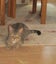 HUMANE SOCIETY RESCUE KITTENS Carousel 4