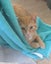 HUMANE SOCIETY RESCUE KITTENS Carousel 2