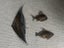 Three Fab Fish burnished metal wall sculptures Carousel 1