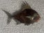 Three Fab Fish burnished metal wall sculptures Carousel 2