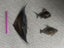 Three Fab Fish burnished metal wall sculptures Carousel 3