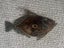 Three Fab Fish burnished metal wall sculptures Carousel 6