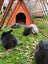 Pure Bred mini Lops bunnies Carousel 1