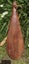 Maori Taonga Carved Weapons - Taiaha, Patu, Pouwhenua, Tewhatewha Carousel 5
