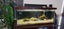 Large Aquarium Carousel 2