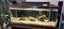 Large Aquarium Carousel 1